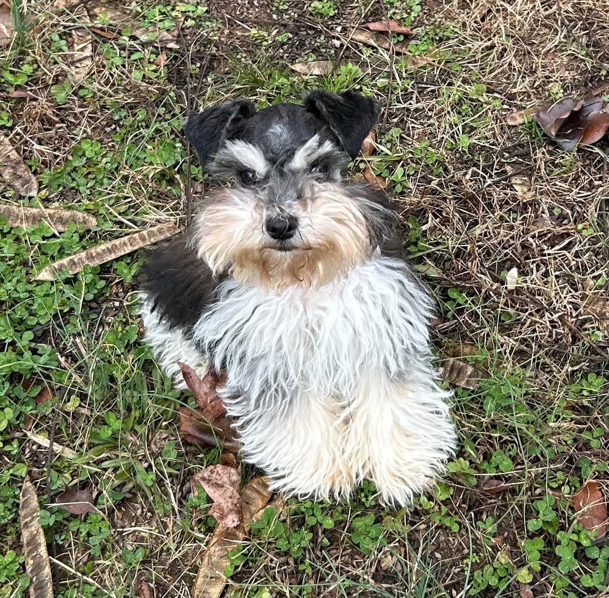 Miniature Schnauzer Puppies breeder image 3