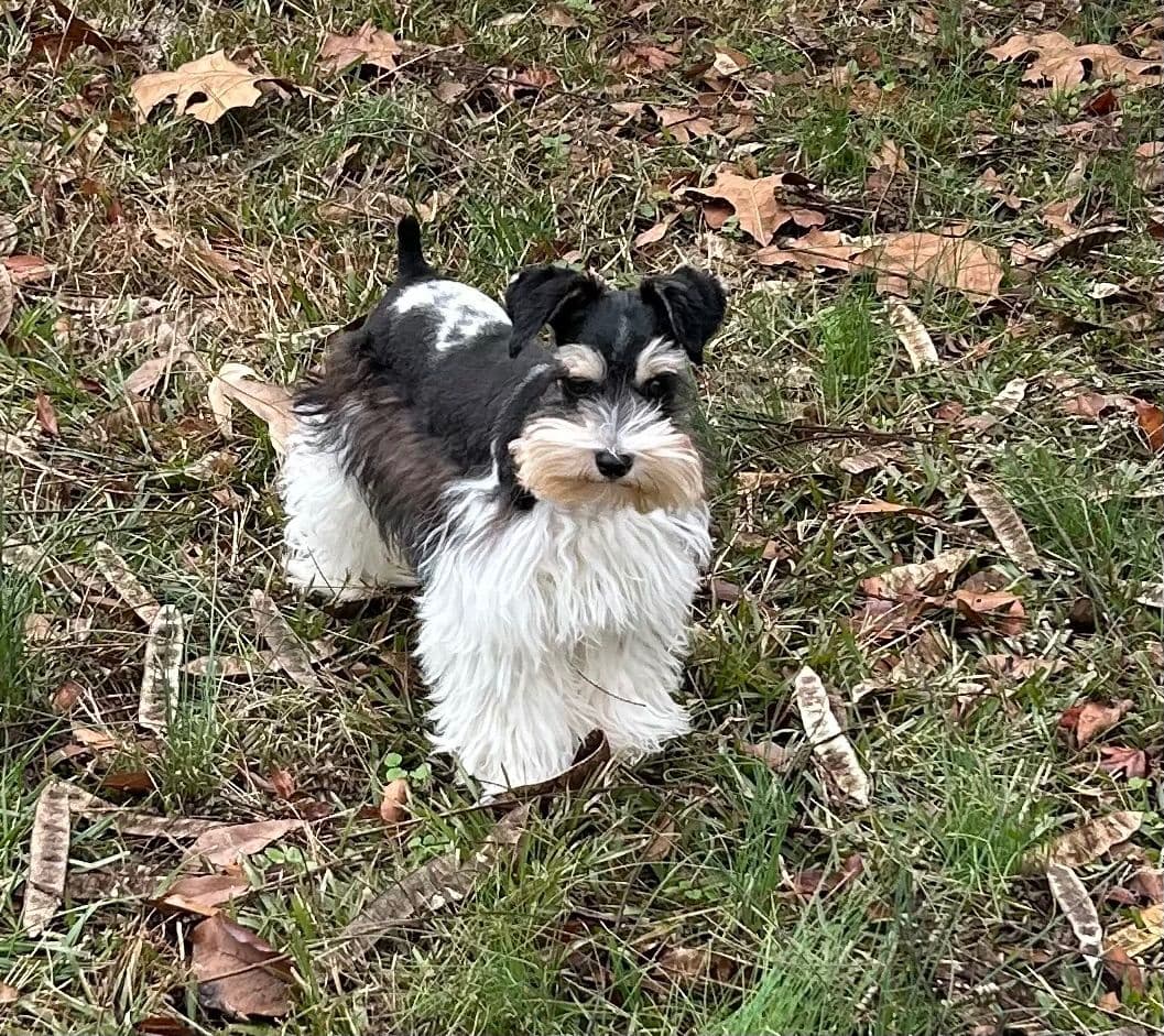 Miniature Schnauzer Puppies breeder image 4