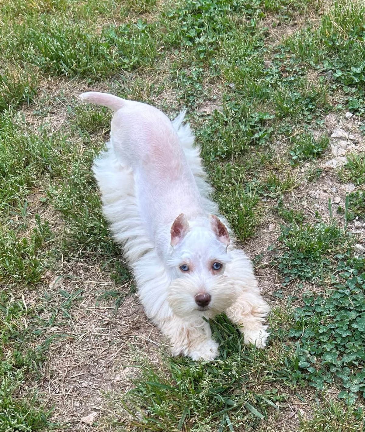 Miniature Schnauzer Puppies breeder image 5