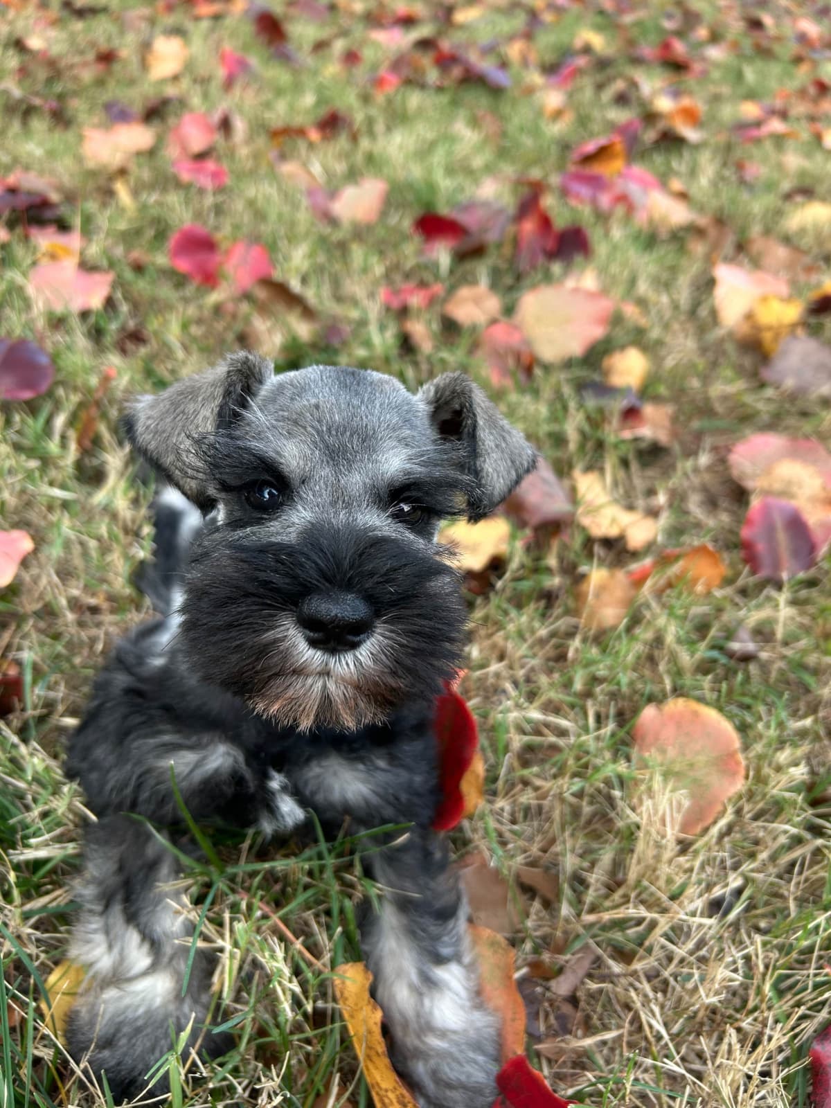 Miniature Schnauzer Puppies breeder image 6
