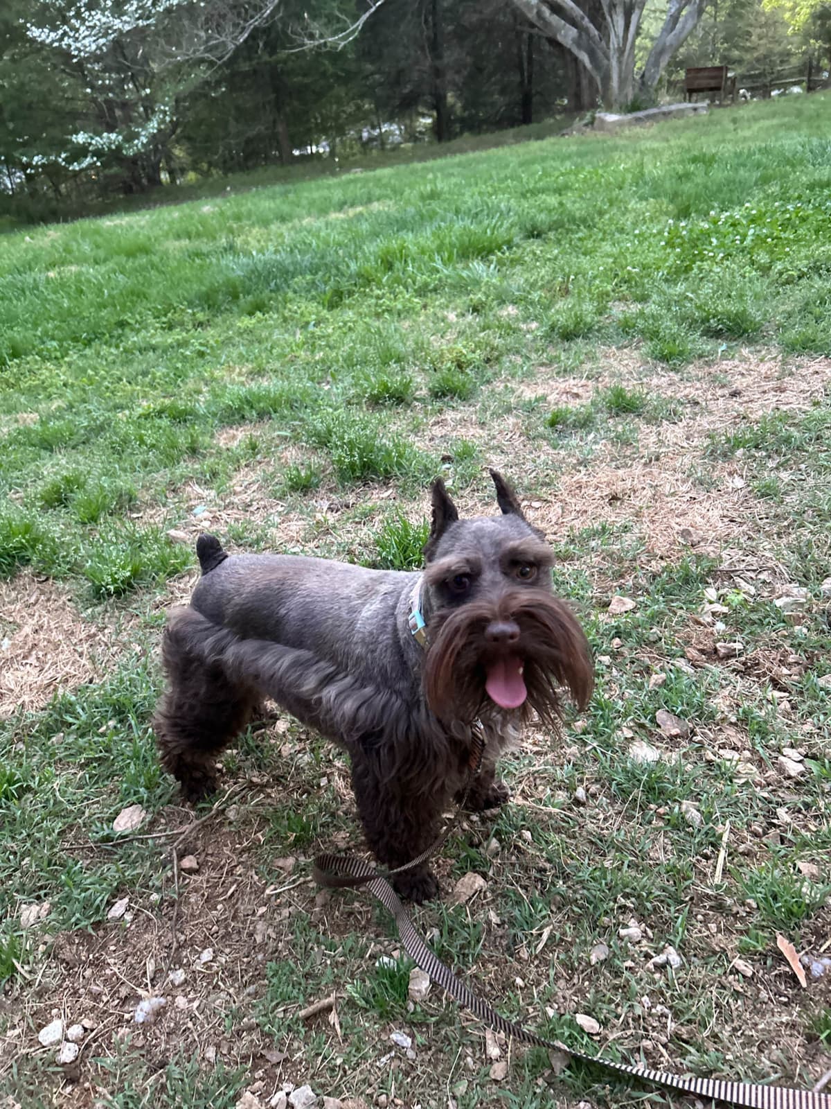 Miniature Schnauzer Puppies breeder image 7