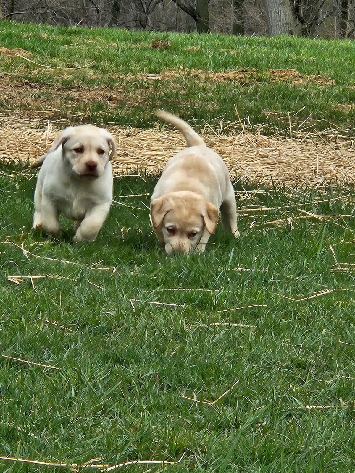 Labrador Retriever Puppies breeder image 1