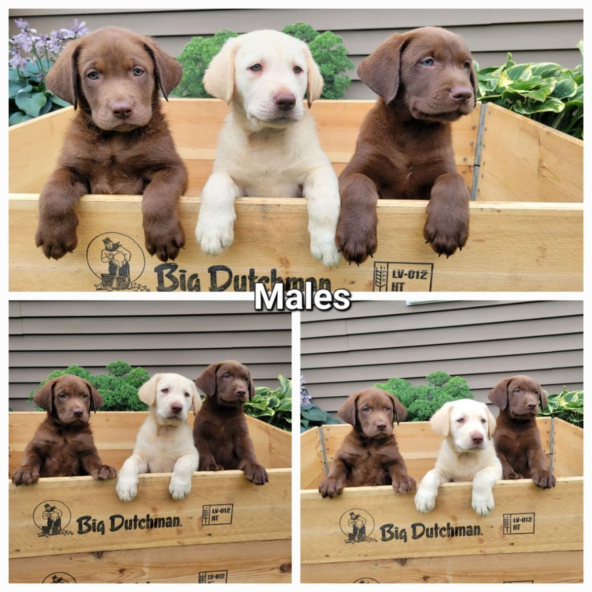 Labrador Retriever Puppies breeder image 2