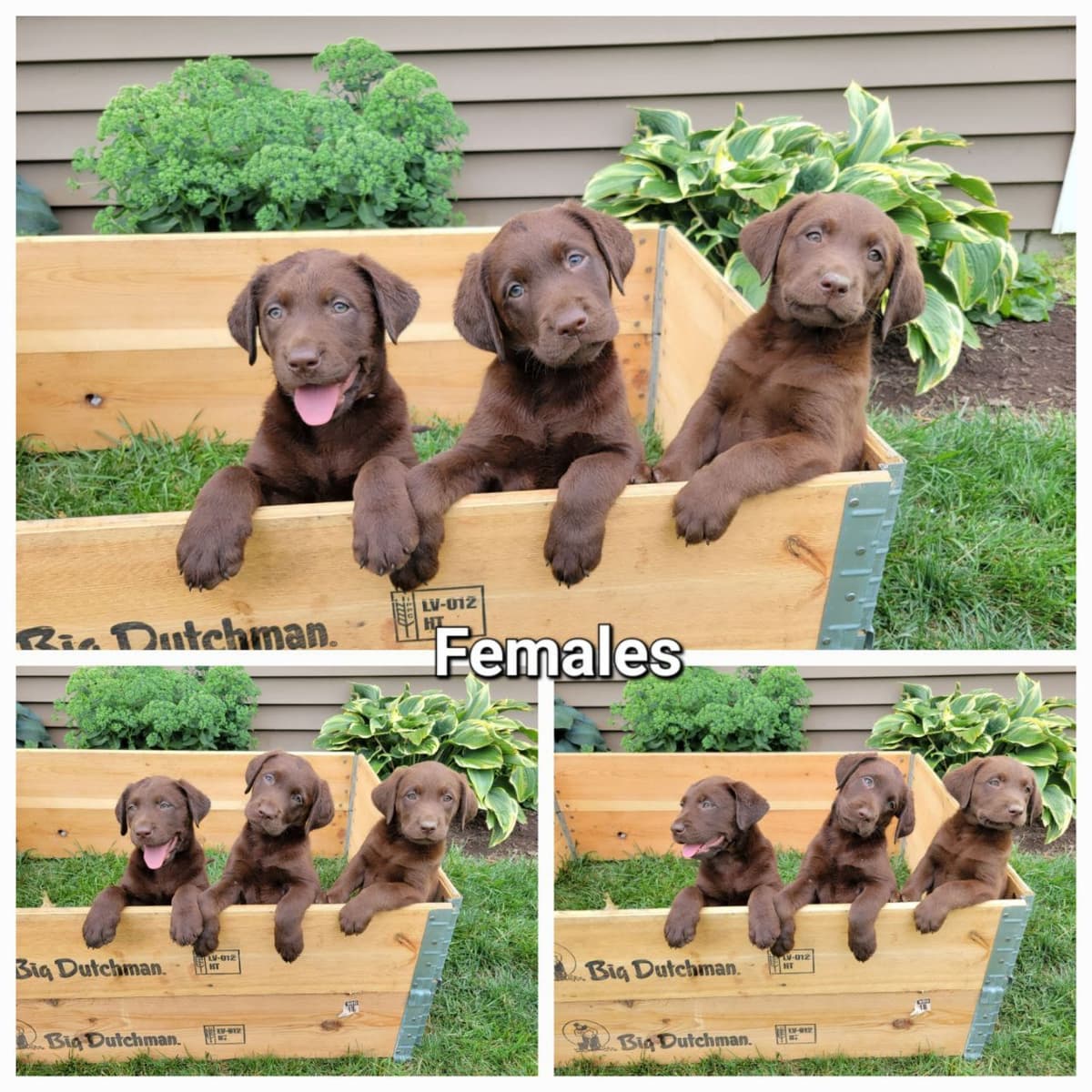 Labrador Retriever Puppies breeder image 3