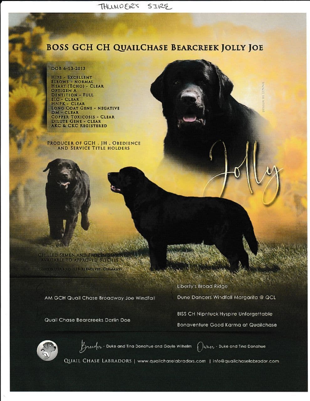 Labrador Retriever Puppies breeder image 4