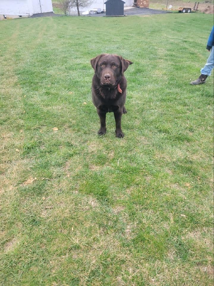 Labrador Retriever Puppies breeder image 5