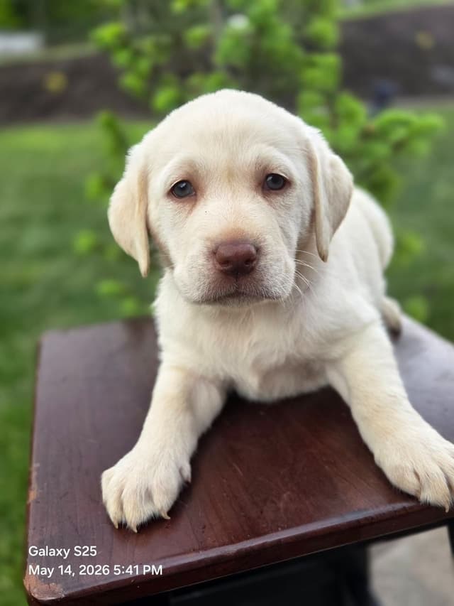 Labrador Retriever Puppies media 9