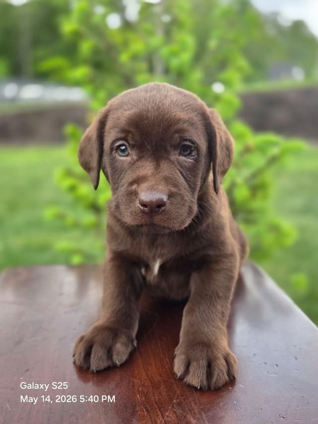 Labrador Retriever Puppies media 15