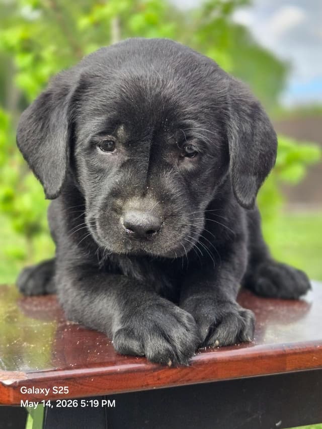Labrador Retriever Puppies media 13