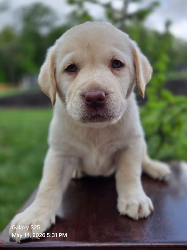 Labrador Retriever Puppies media 14