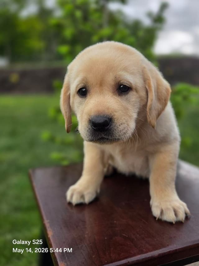 Labrador Retriever Puppies media 16