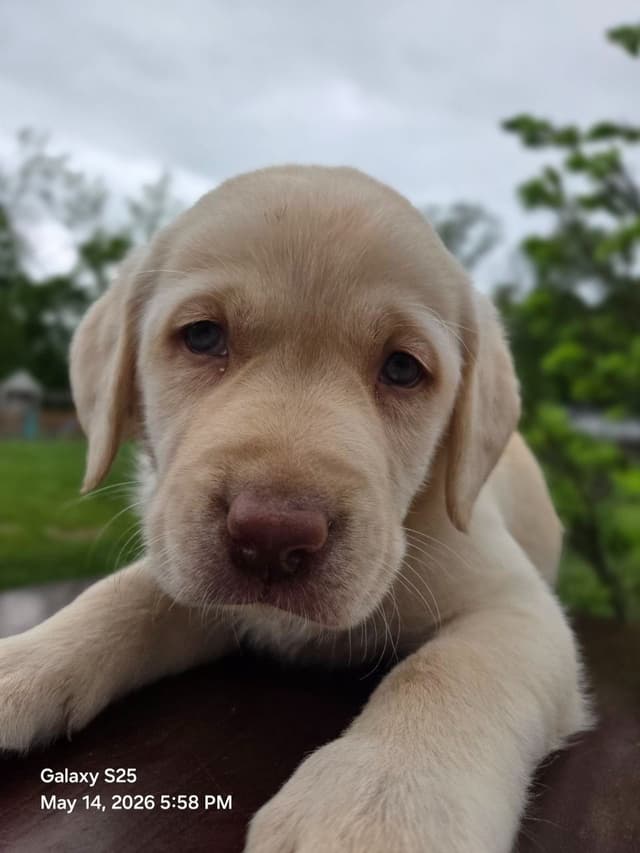 Labrador Retriever Puppies media 17