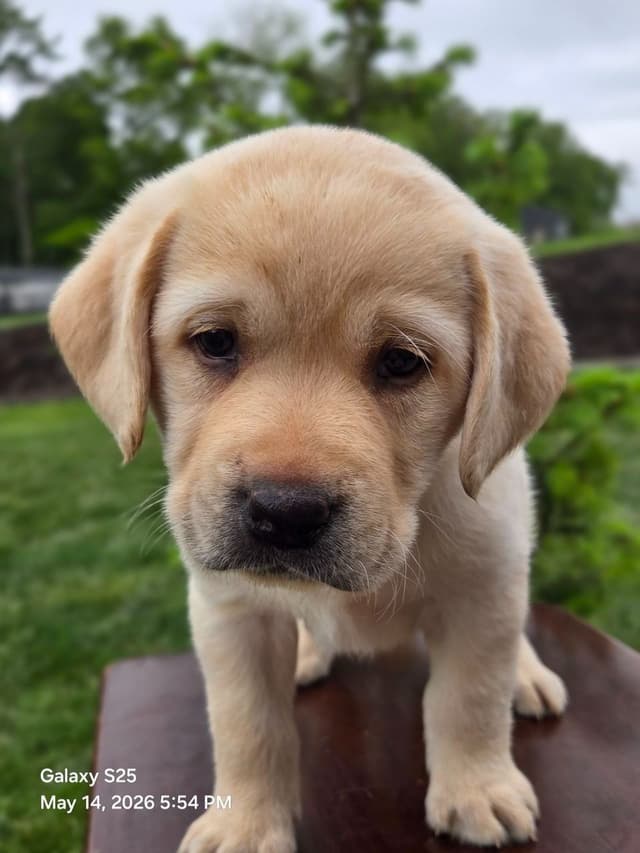 Labrador Retriever Puppies media 18