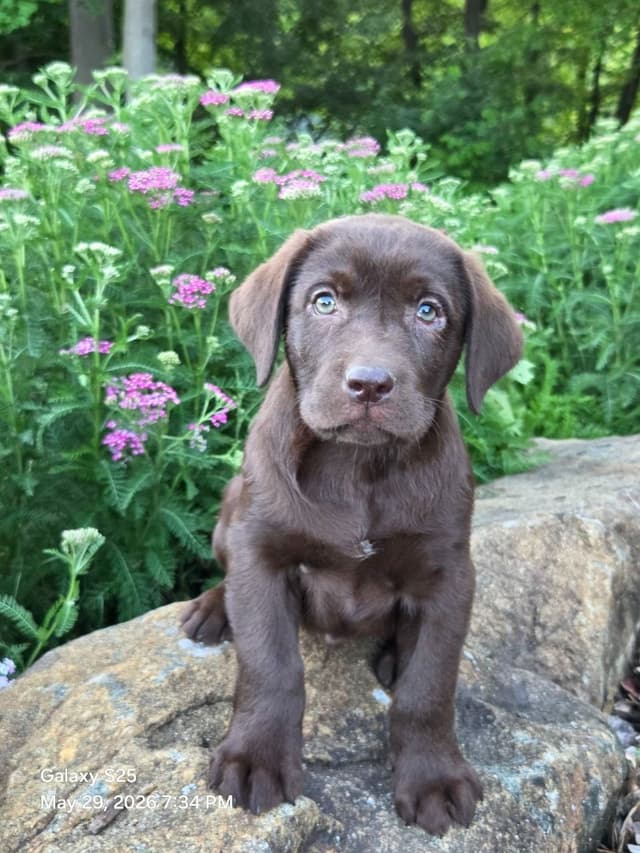 Labrador Retriever Puppies media 2