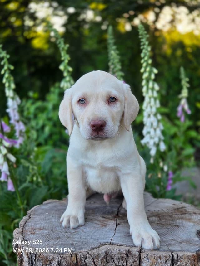 Labrador Retriever Puppies media 3