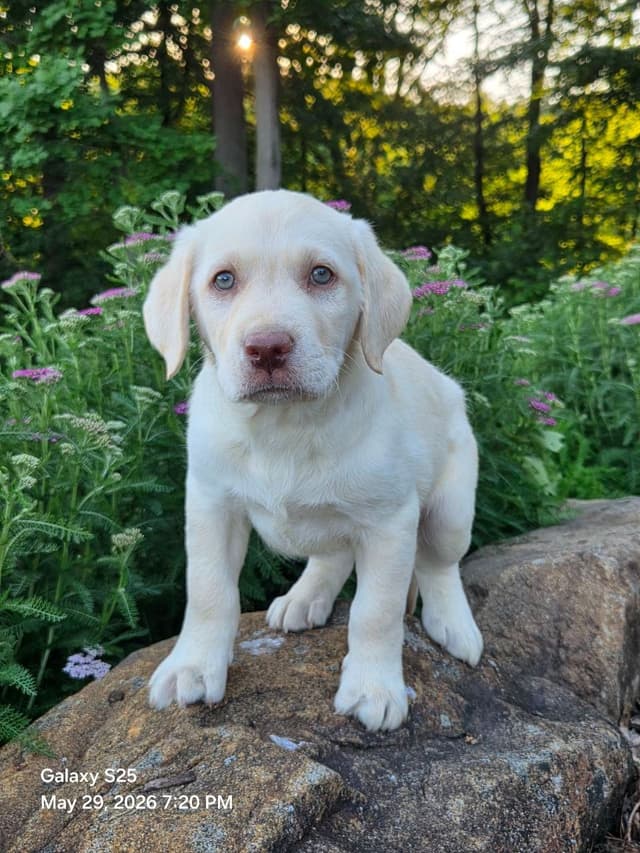 Labrador Retriever Puppies media 8