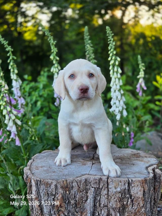 Labrador Retriever Puppies media 4