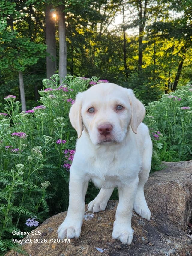 Labrador Retriever Puppies media 5