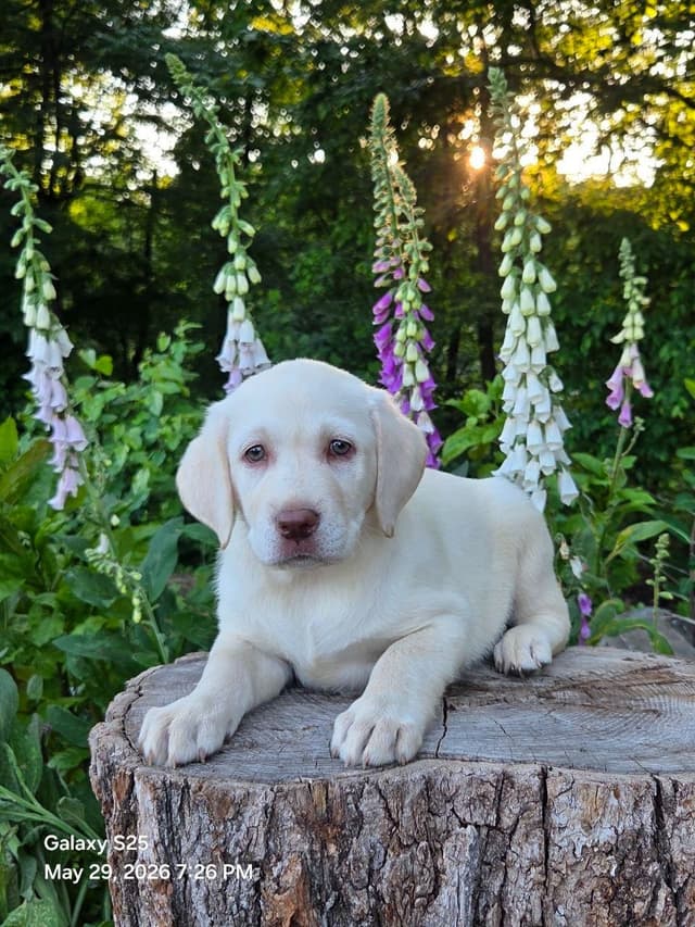 Labrador Retriever Puppies media 7