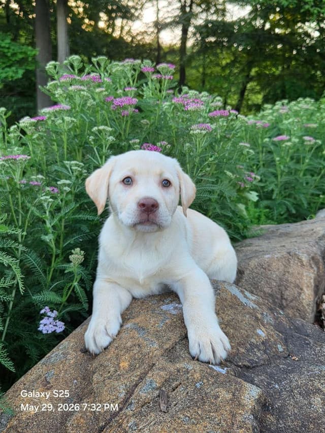 Labrador Retriever Puppies media 12