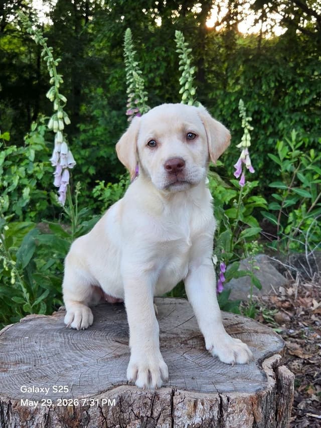 Labrador Retriever Puppies media 6