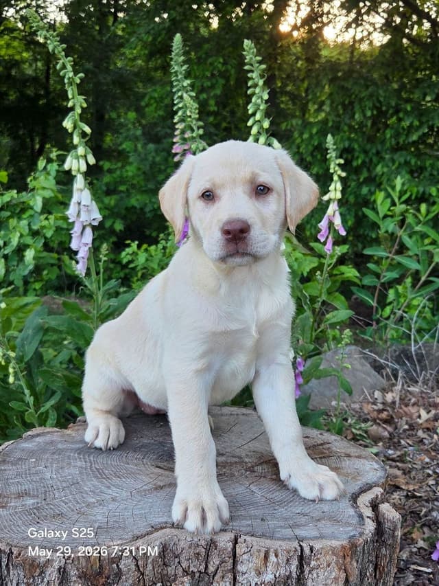 Labrador Retriever Puppies media 11