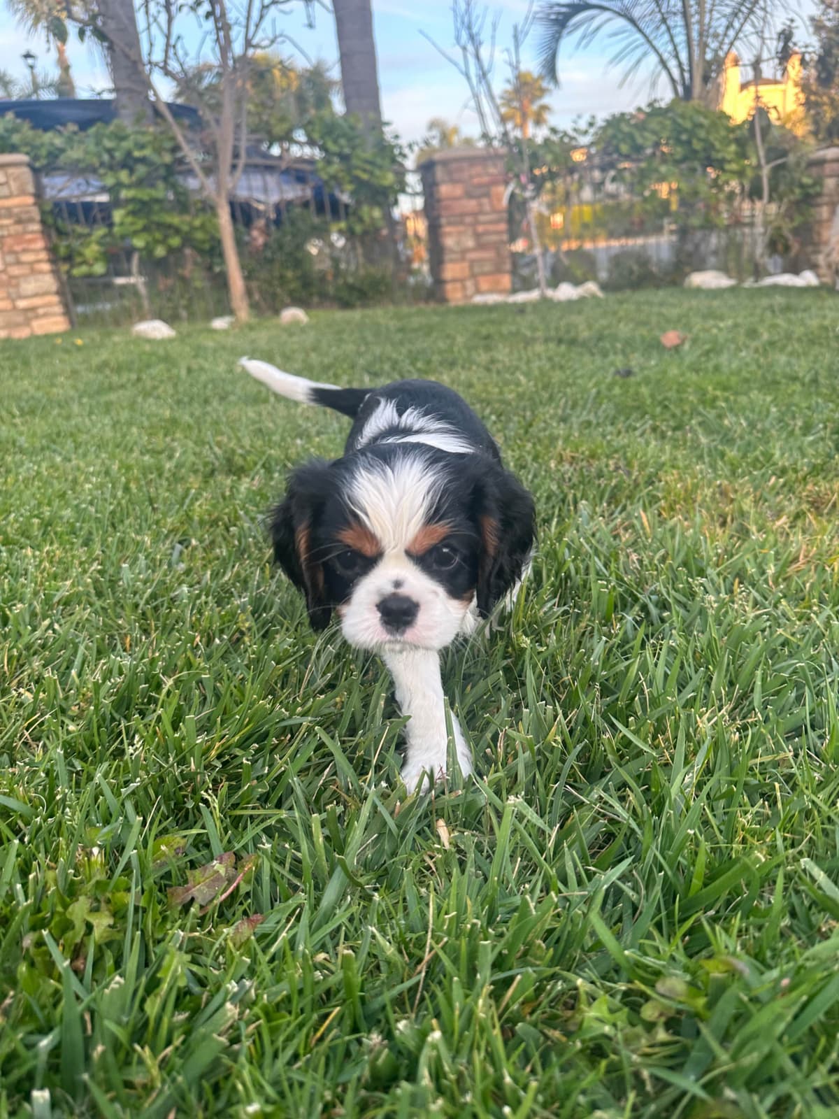 Cavalier King Charles Spaniel Puppies breeder image 3