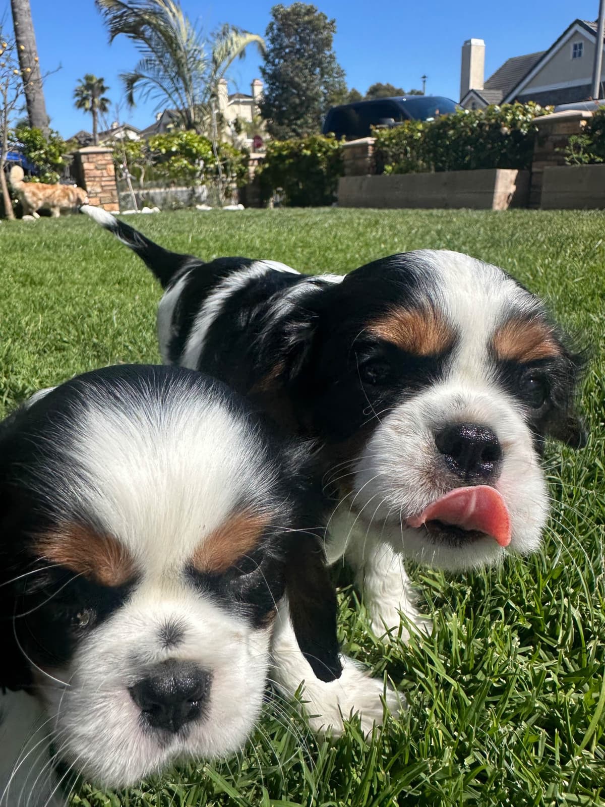 Cavalier King Charles Spaniel Puppies breeder image 5