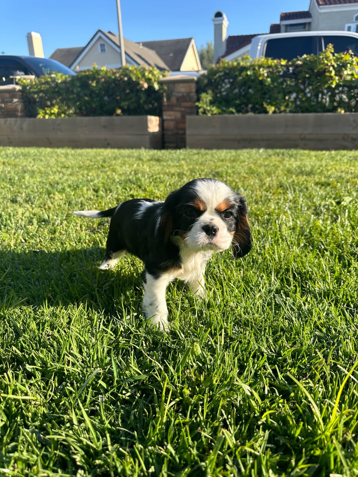 Cavalier King Charles Spaniel Puppies breeder image 6