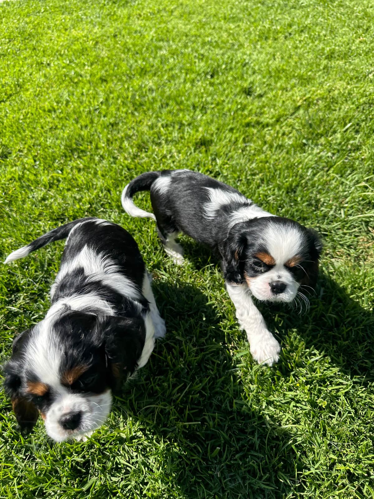 Cavalier King Charles Spaniel Puppies breeder image 7