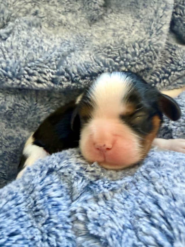 Cavalier King Charles Spaniel Puppies media 3