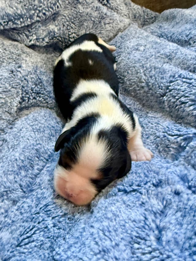 Cavalier King Charles Spaniel Puppies media 4