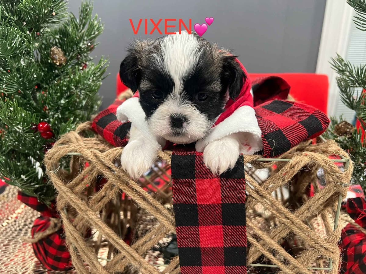 Shih Tzu Puppies breeder image 1