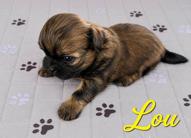 Shih Tzu Puppies media 2