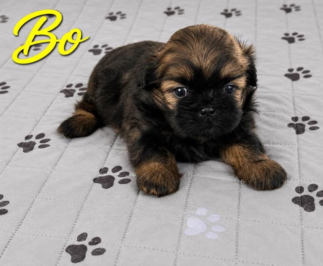 Shih Tzu Puppies media 3