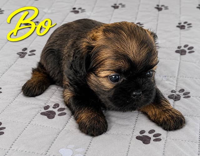 Shih Tzu Puppies media 6