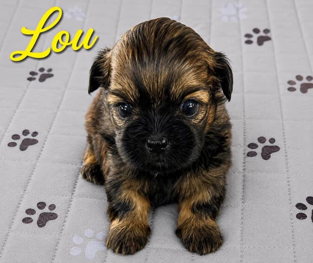 Shih Tzu Puppies media 8
