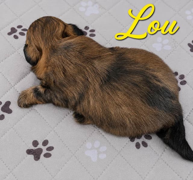 Shih Tzu Puppies media 7