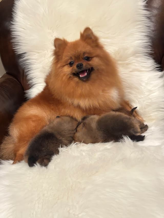 New Pomeranian Puppies media 20
