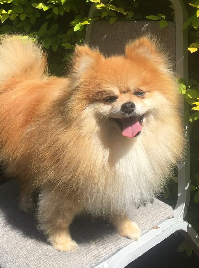 New Pomeranian Puppies media 21