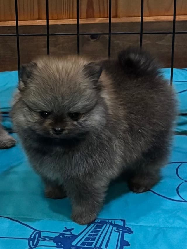 New Pomeranian Puppies media 5
