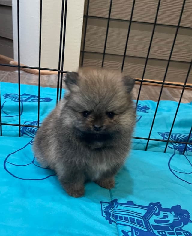New Pomeranian Puppies media 6