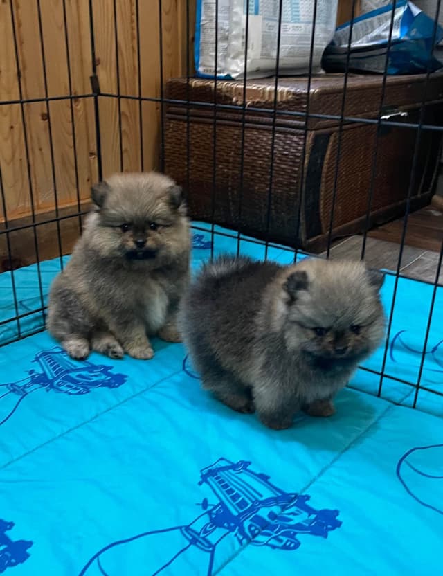 New Pomeranian Puppies media 2