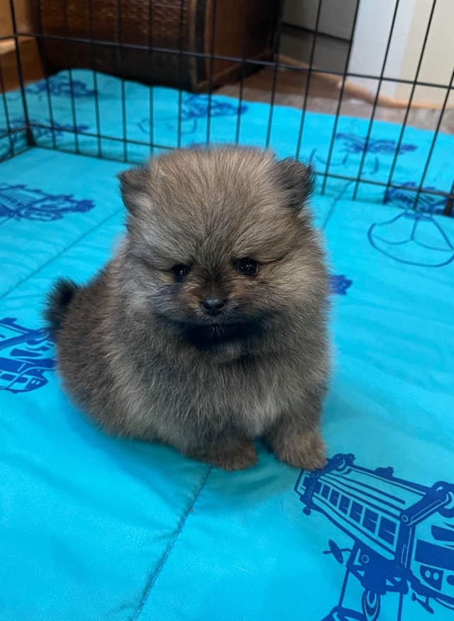 New Pomeranian Puppies media 9