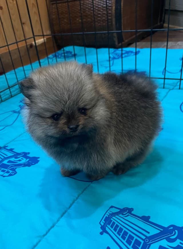 New Pomeranian Puppies media 8