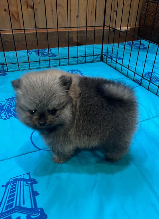 New Pomeranian Puppies media 7