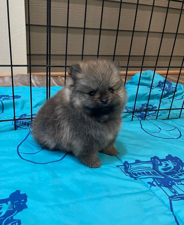 New Pomeranian Puppies media 10
