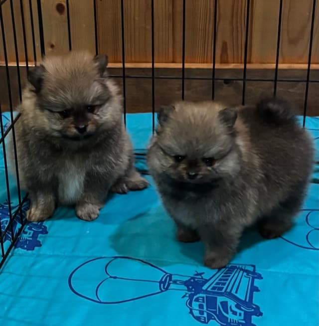 New Pomeranian Puppies media 3