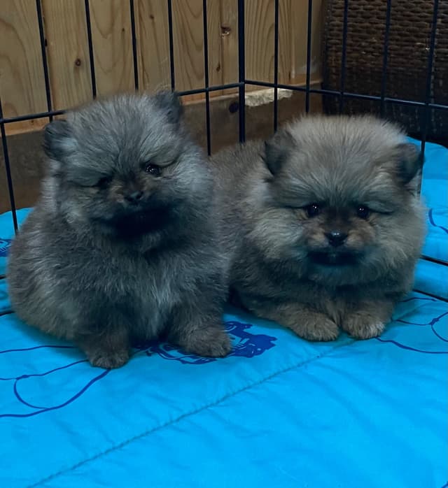 New Pomeranian Puppies media 4