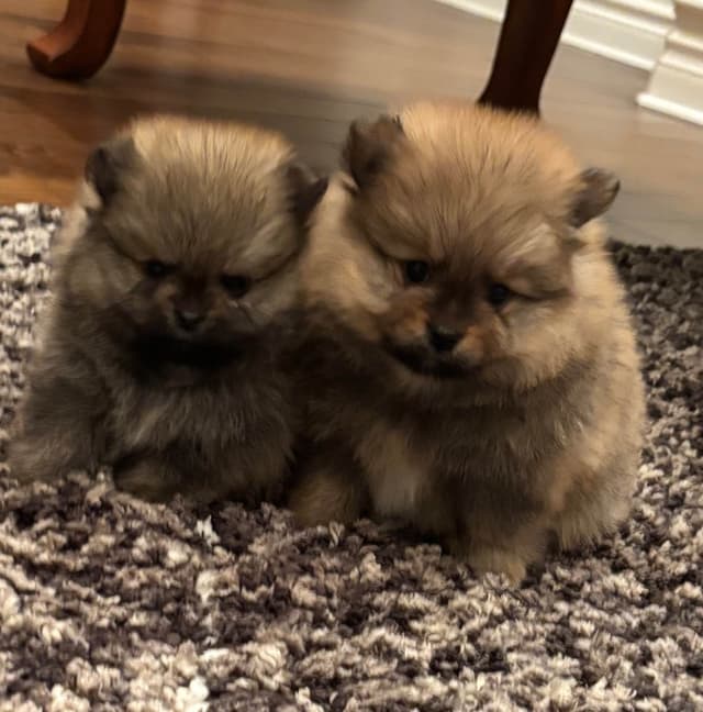 New Pomeranian Puppies media 11